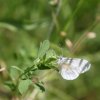 Papillon. Piéride de la moutarde. Lépidoptères de la famille des Pieridaes. Zac de l'Evangile. LISE JALOUX